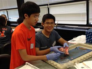 MedSci Freshman Justin Lee and brother Christian Lee (CHS '15 grad) 